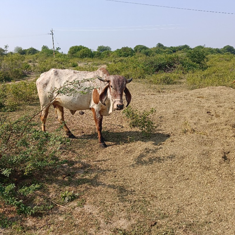 ગાયયુ