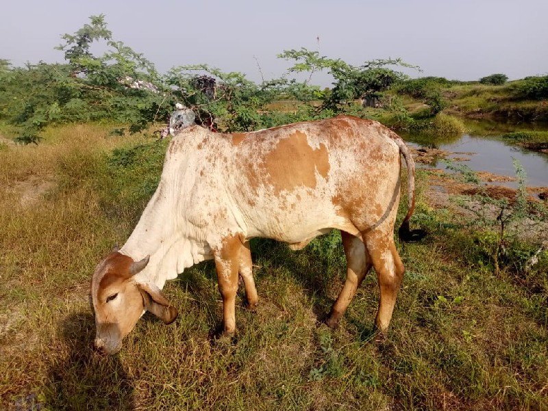 હોળકી વેચવાની છ...