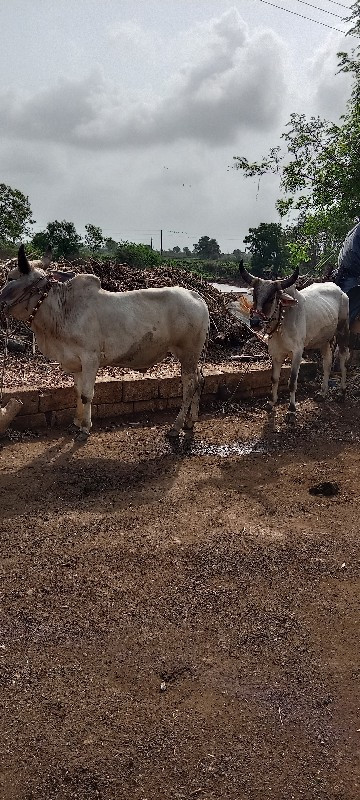 ગોઠલા વેચવાના છ...