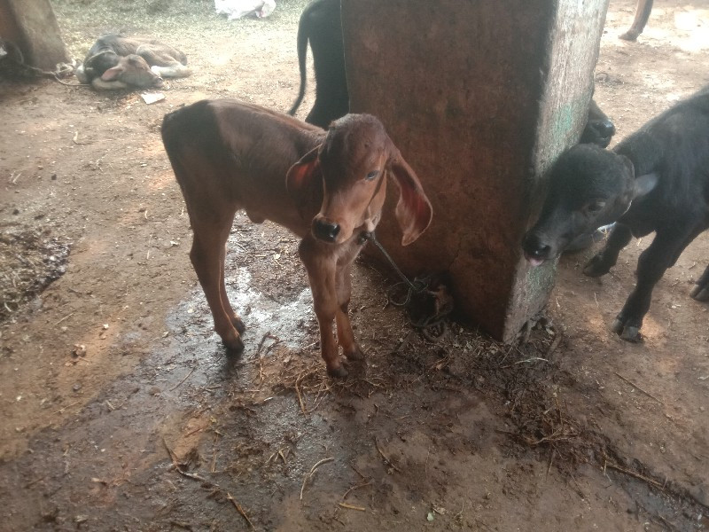 ગાય. વેસવનું.છે