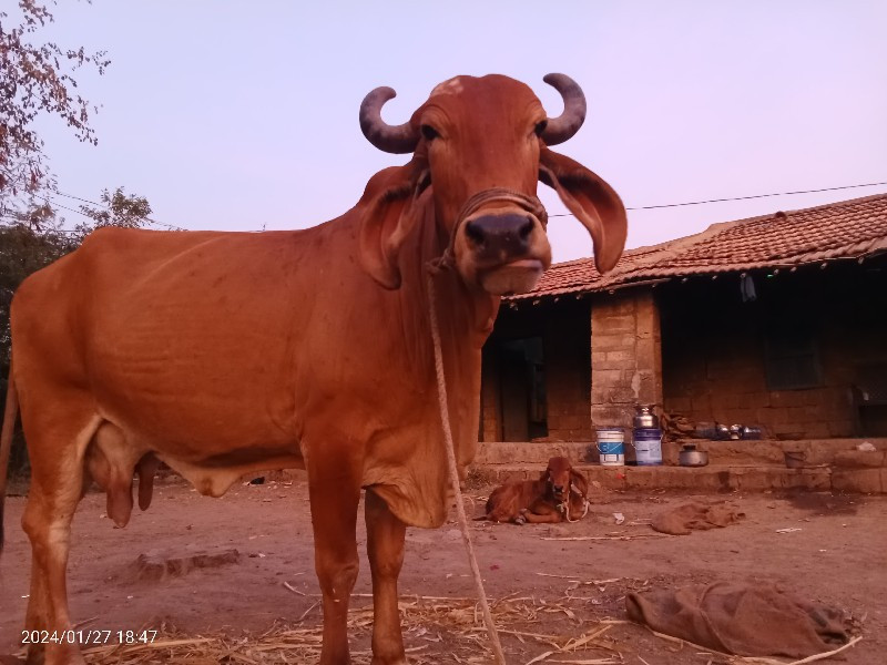 વેચવા ની છે