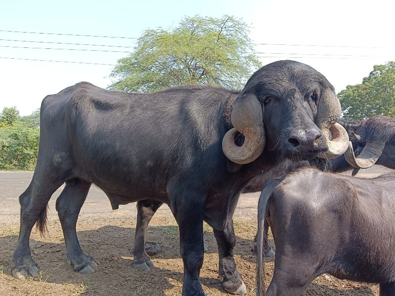 પાડો વેચવાનો છે