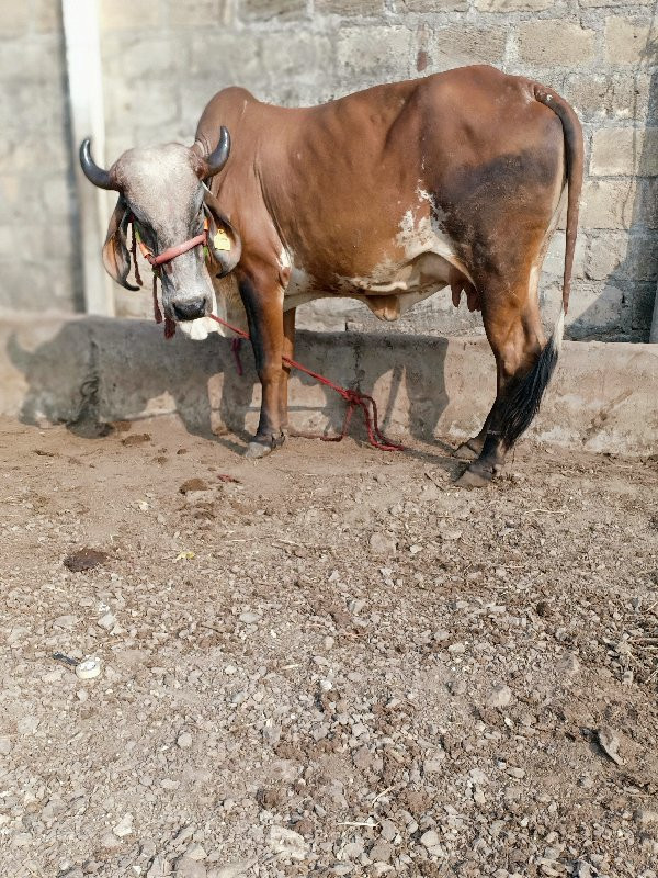 ગાય વેચવાની છે