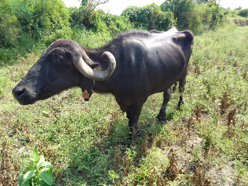 ભેંસ વેચવાની છે