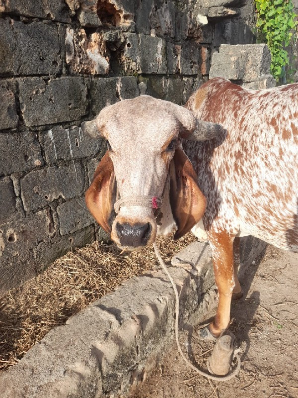 1  ગીર કાબરી વા...