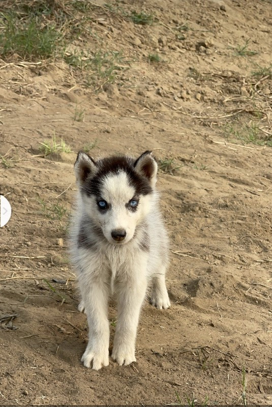 Husky female Bl...