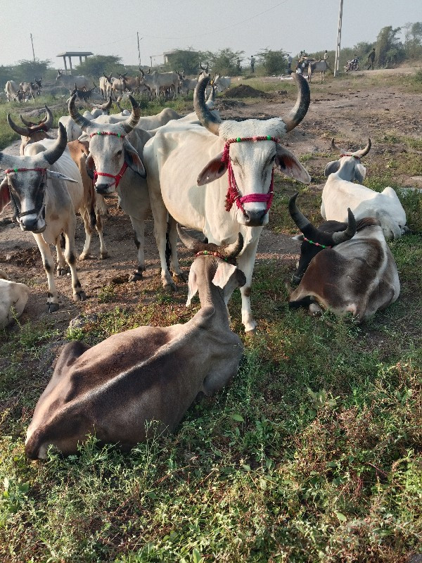 વાછરડા વેચ વાના...