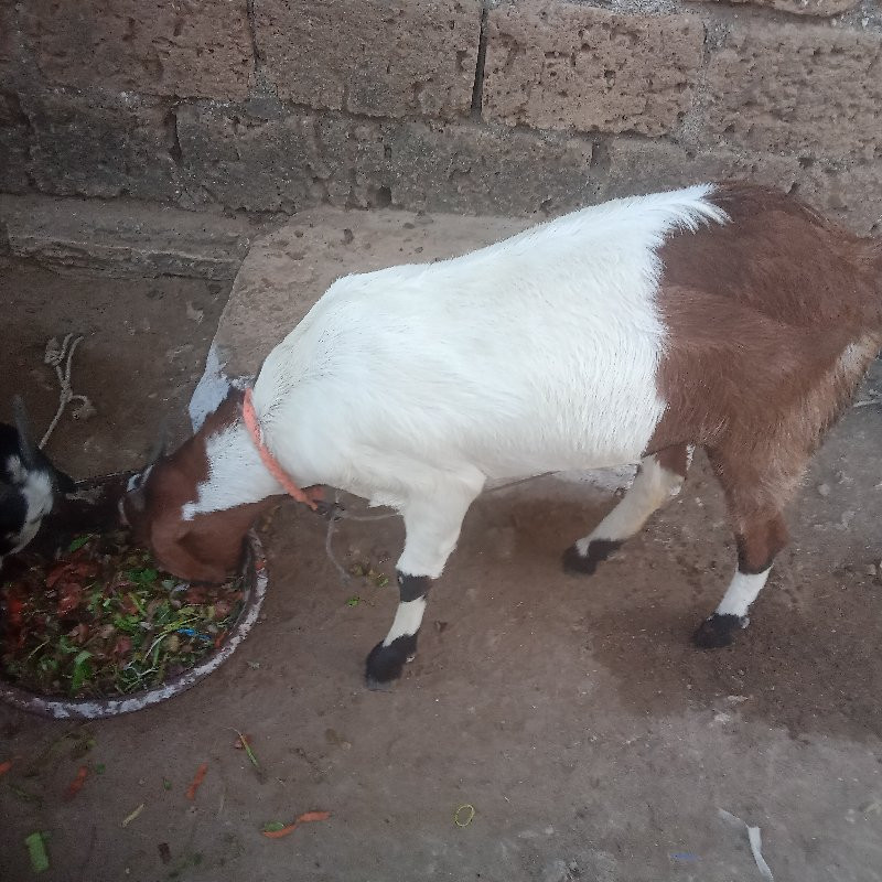 sirohi bakri ch...