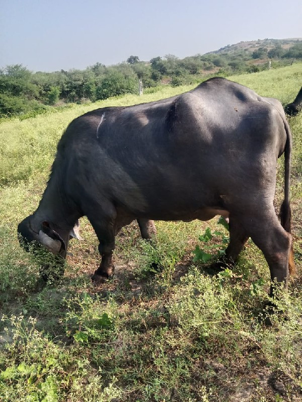 ભેંસ વેચવાની છે