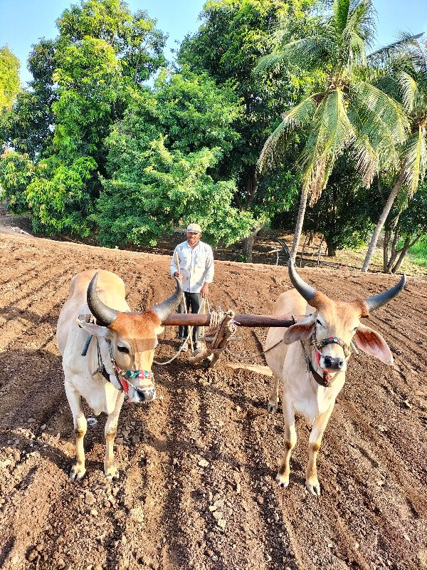 બલદ