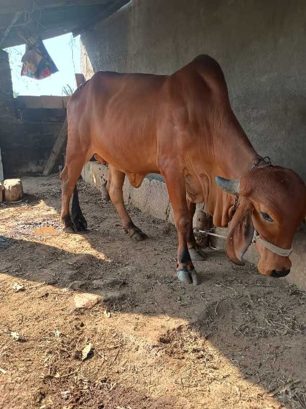 ગાય વેચવાની છે.