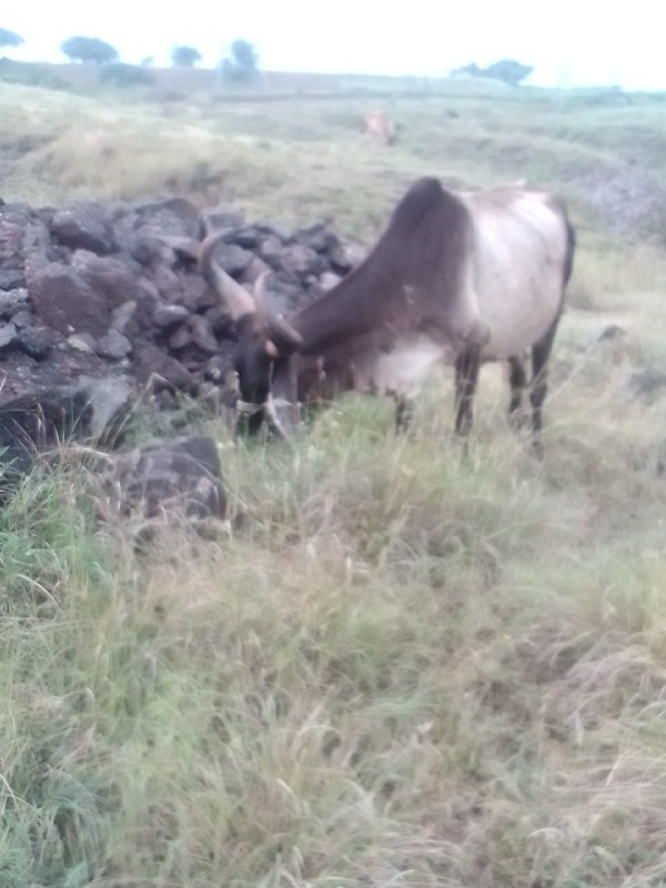 ગાય વેચવાની છે