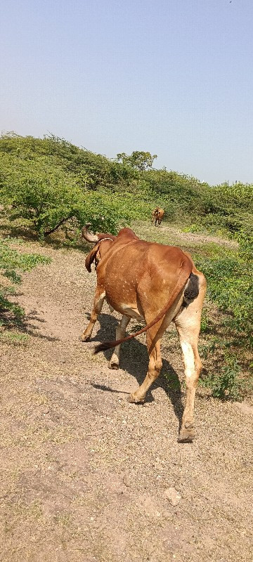 દેસી ગાય