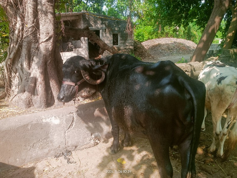 ખડેલુ