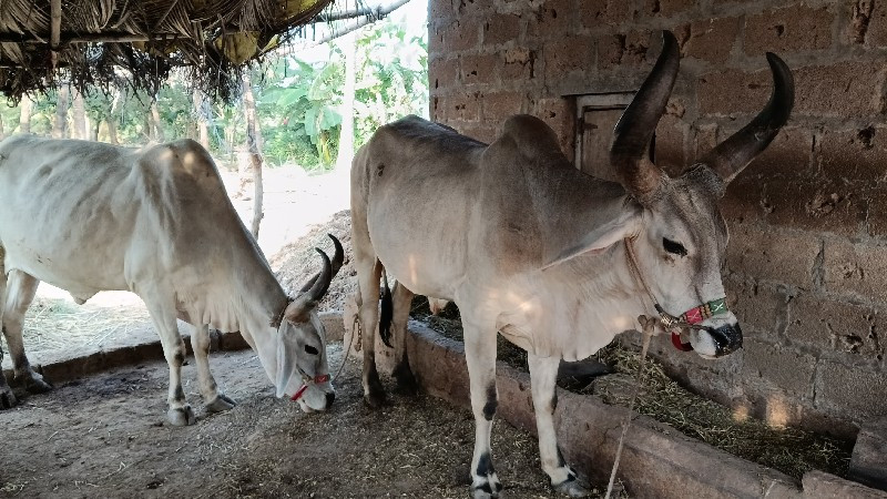 વેચવા