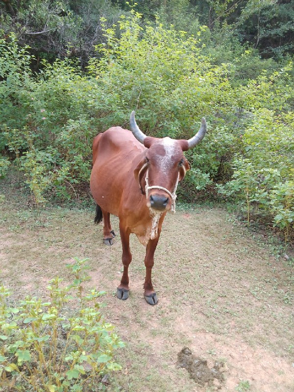 ગાય