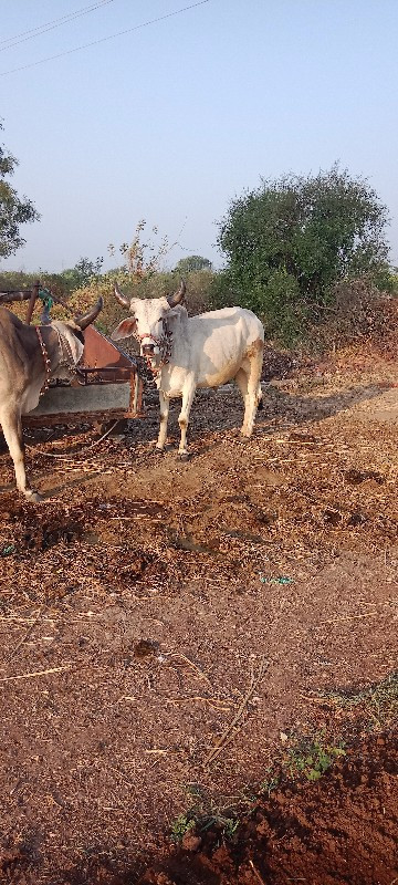 ગોઢલા વેચવાના છ...