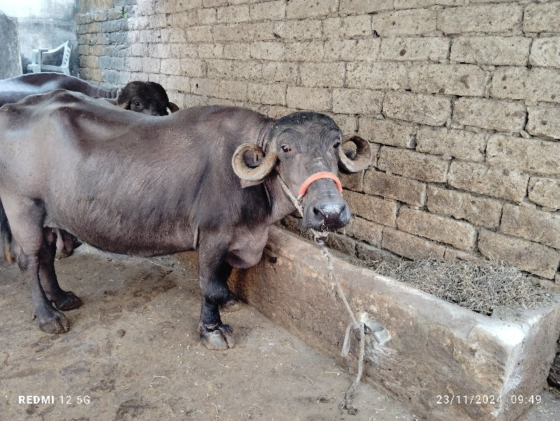 કુગલિ ભેશ વેચવા...