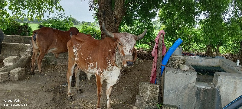 ગાય વેચવાની છે