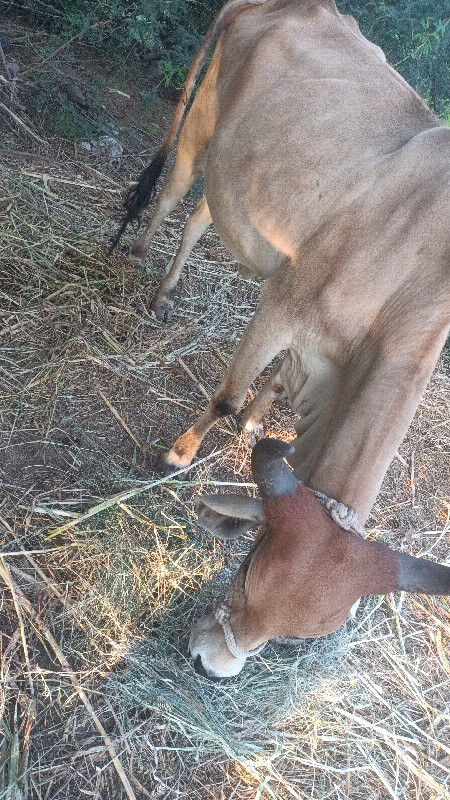 2 ગાય વેસવી ઘાભ...