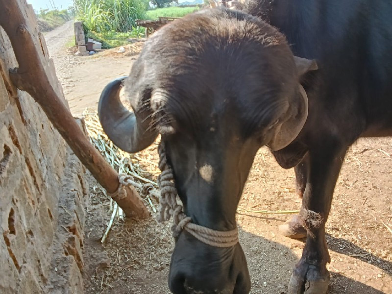 ખડેલુલું વેંચવા...