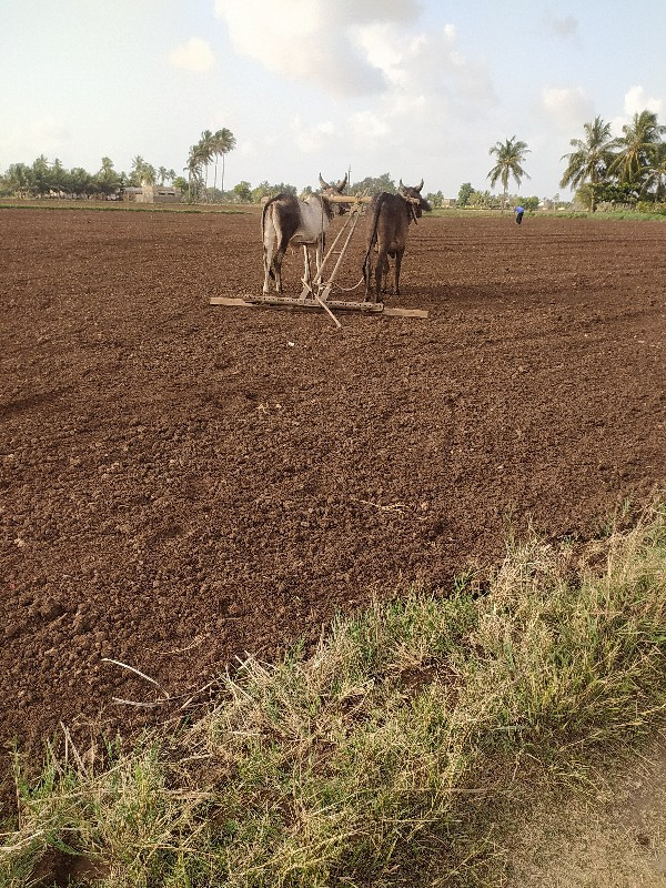 ગોઢલા વેચવાના છ...