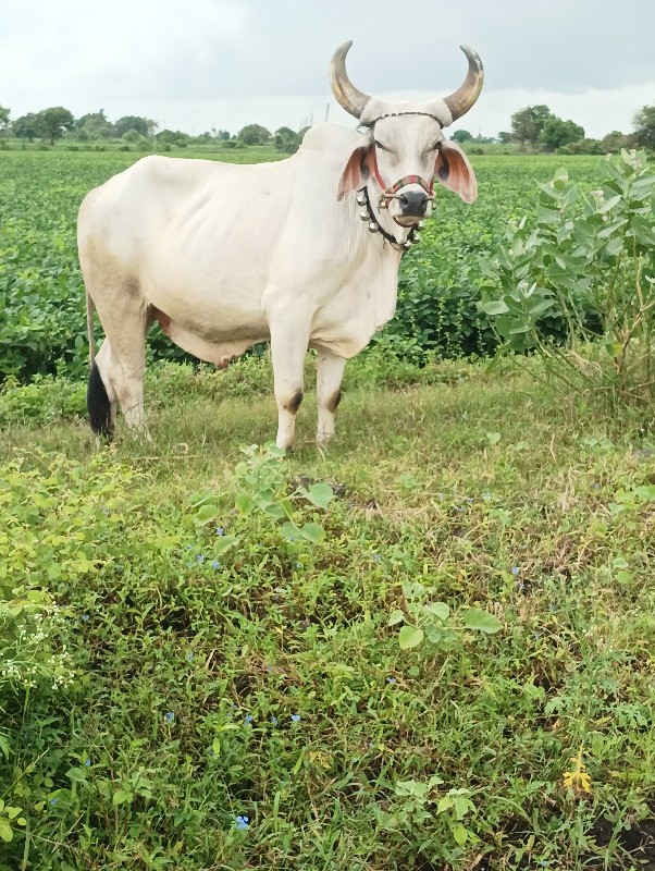 વેચવાના છે