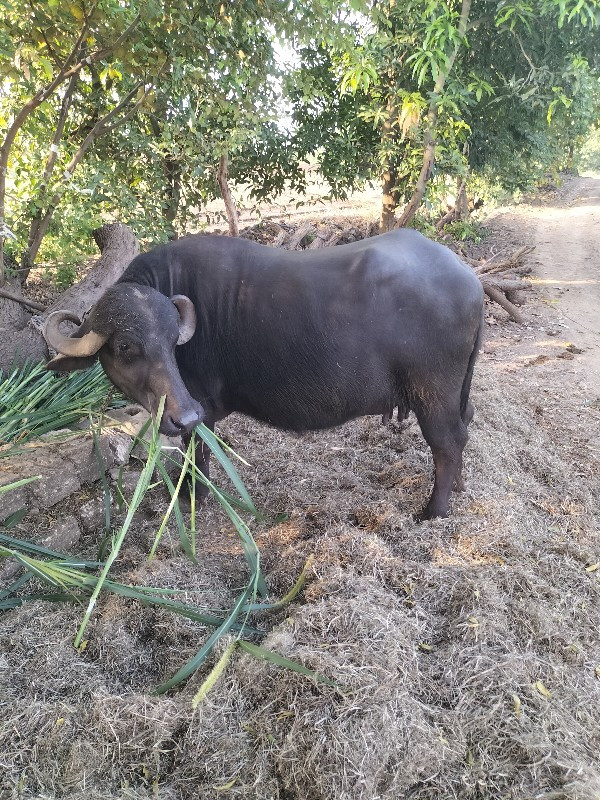 ભેંસ વેસવાની છે