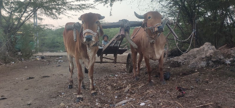 ગોદલા વેચવાના છ...