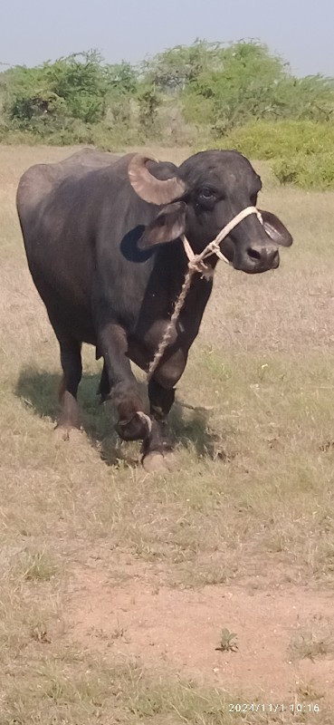 વેચવાની છે  3વે...