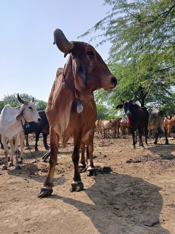 ગાય વેચવાની છે