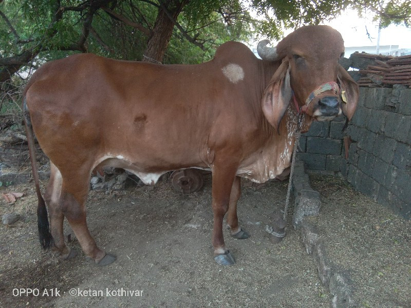 ગાય વેચવાની છે