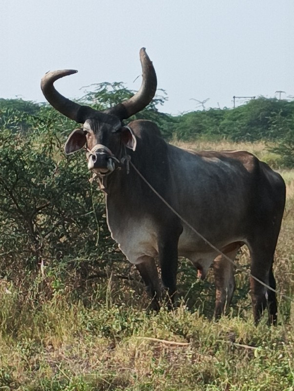 બળધવેચવાનોછે