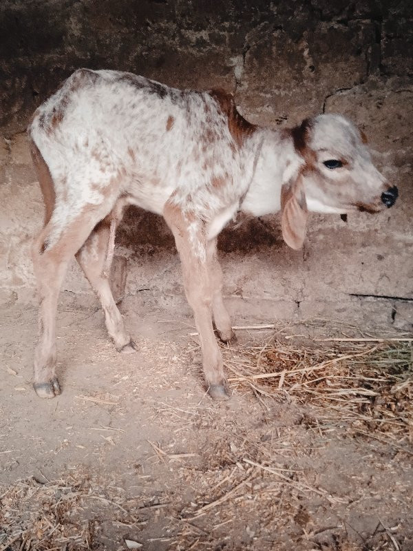 હોળકી વેચવાની છ...