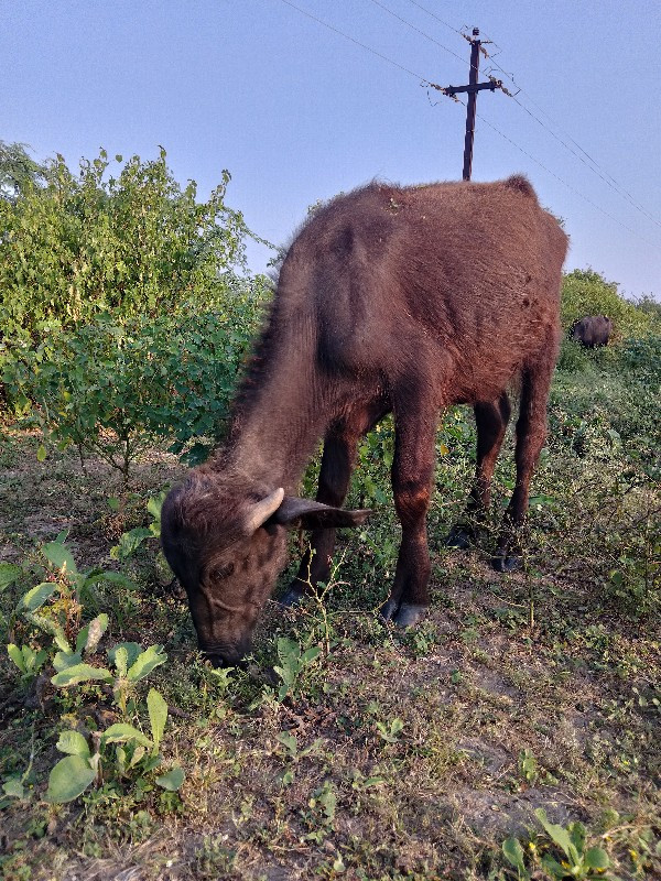 પાડી વેચવા ની છ...