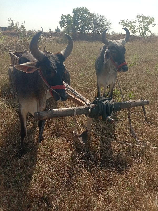 બળદ વેચવાના છે