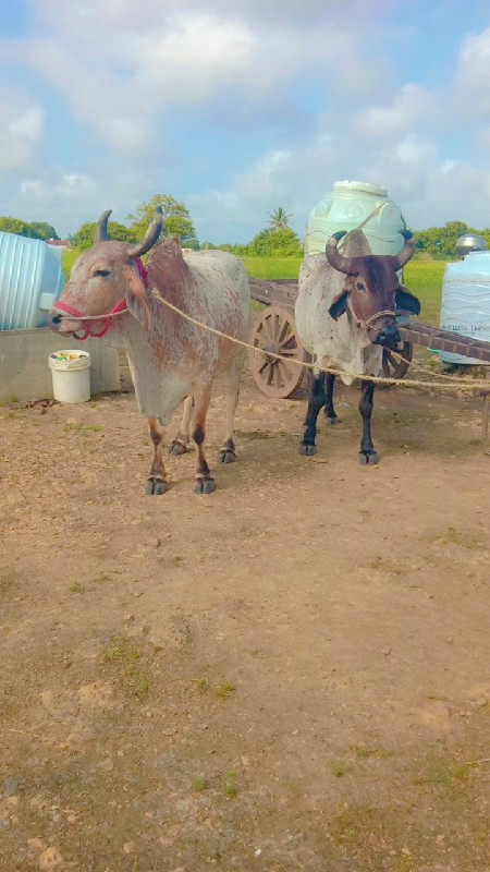 ૧ વાવણી હાકલ છે