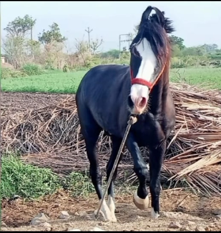 ઘોડો વેચવાનો છે