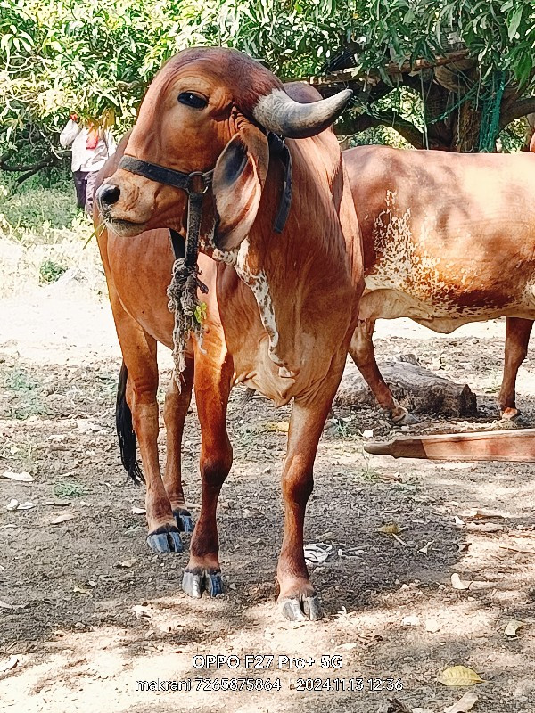 બે ગીર હોડકી વે...