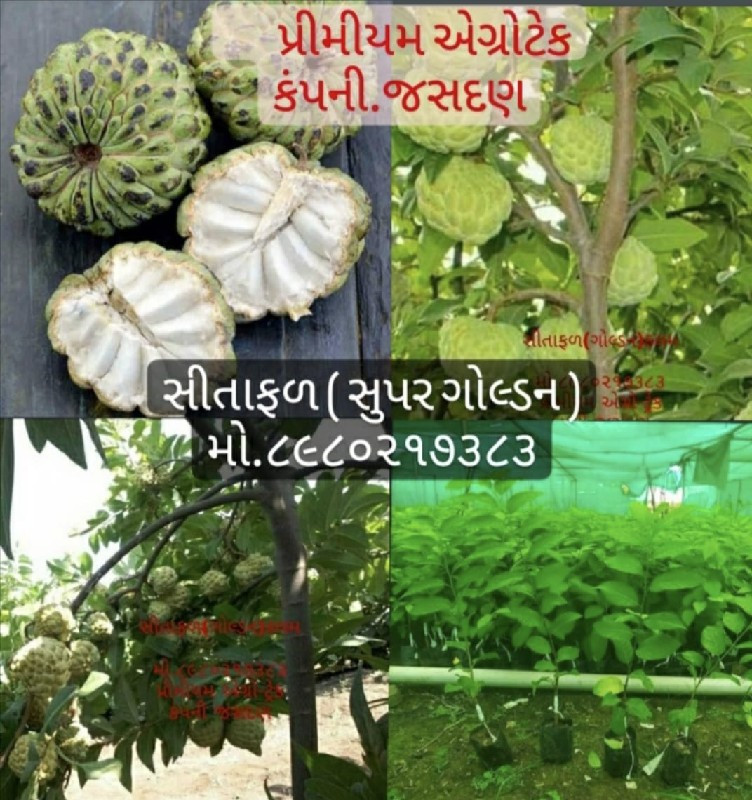 તાઇવાન પિંક જામ...