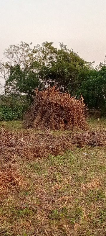 સુકેલ કળબ વેચવા...