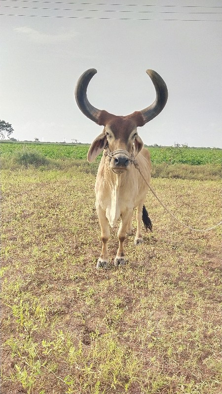 બળદ વેચવા નો છે