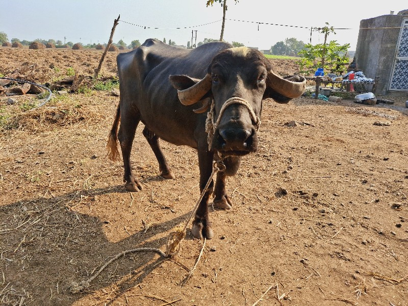 ભેસ વેચવાની છે