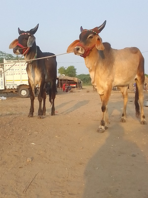 બળદ વેચવાના છે