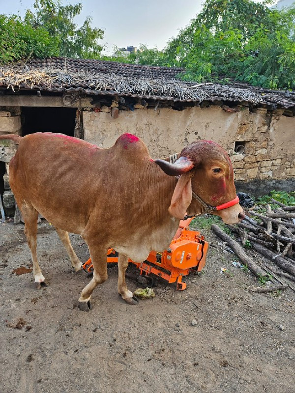 ગાય વેચવાની છે