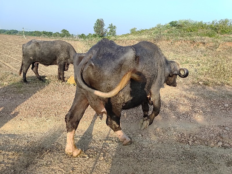 બે દિવસ  વાર  છ...