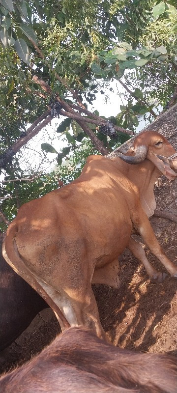 ગોઢલો  ચાલુ