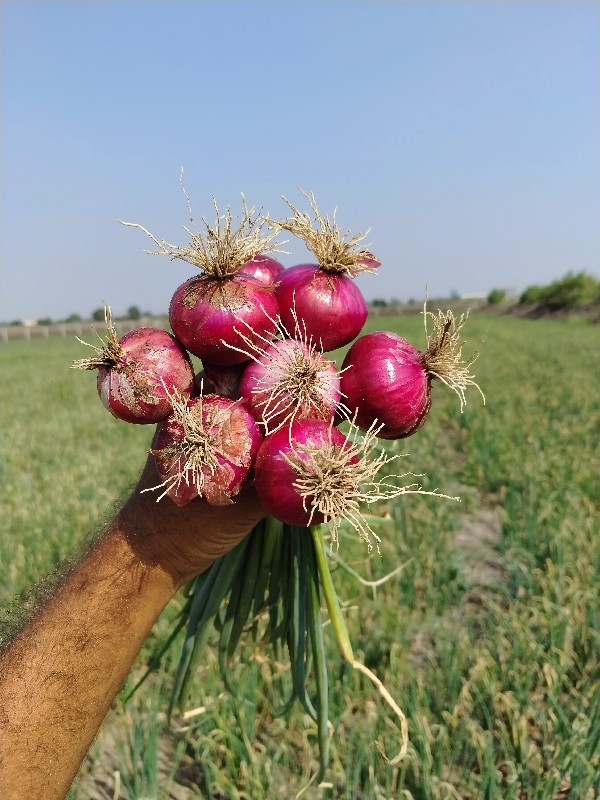 કોઇ પણ વસ્તુ ની...