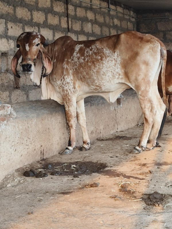 ગીર કાબરી વાંસળ...