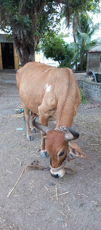 ગાય વેચવાની છે